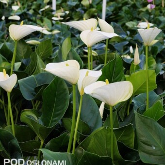 'Whisper' - plenna nowość, fot. 1-8 A. Cecot