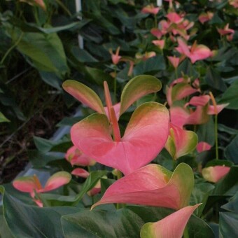 'Festino' - jedna z obiecujących nowych odmian anturium do uprawy na kwiaty cięte