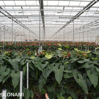 Kolekcja odmian anturium w szklarni firmy Anthura w Bleiswijk, fot. 1-4 A. Cecot 