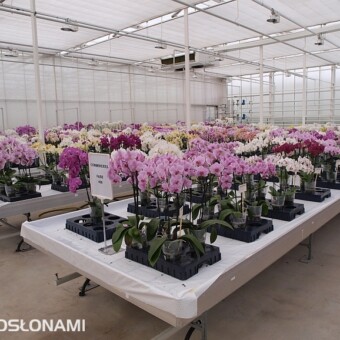 Fragment pokazowej kolekcji storczyków z rodzaju Phalaenopsis