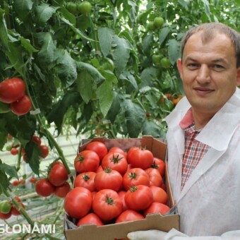 Marek Sowa, przedstawiciel firmy Syngenta, prezentuje owoce odmiany Mamirio (16 sierpnia 2012, gospodarstwo państwa Laskowskich