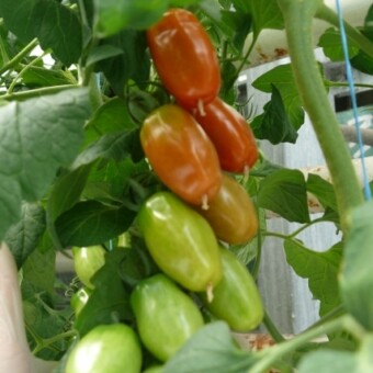 Dunne F1, fot. 1-8 A. Wize