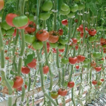 Mamirio F1 - wielkoowocowy pomidor malinowy