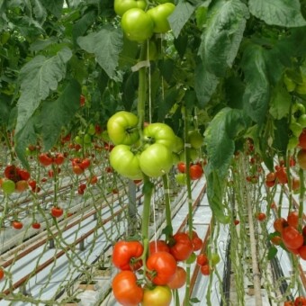 Brightina F1 - odmiana wielkoowocowa