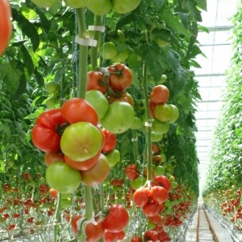 Emrero F1, fot. 1-6 A. Wize