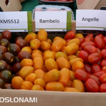 "Tęcza smaku" - pod ta nazwą oferowane będą różnokolorowe odmiany koktajlowe