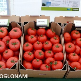 Od lewej - Mamirio F1 (pomidor malinowy), T4092773 F1, Emrero F1