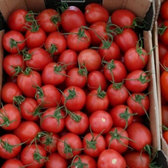 SD 8227 F1 - malinowy pomidor koktajlowy, fot. 1-6 A. Wize