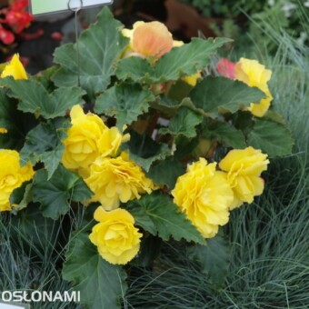 Begonia bulwiasta (Begonia x tuberhybrida) - nowa odmiana 'Yellow with Red Back' z grupy Nonstop