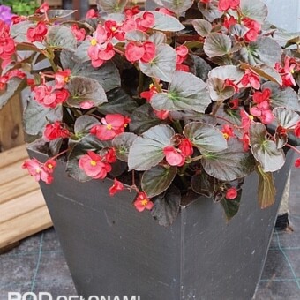 Begonia x benariensis - nowa odmiana 'Red Bronze with Leaf Improved' z grupy BIG