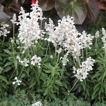 Salvia farinacea 'Evolution White', fot. 1-6 AC