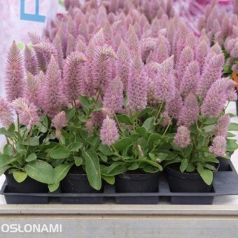 Ptilotus exaltatus 'Joey'