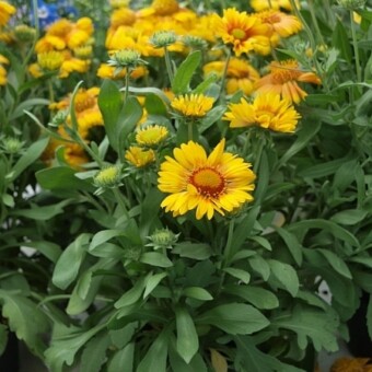 Gaillardia x grandiflora 'Arizona Apricot'