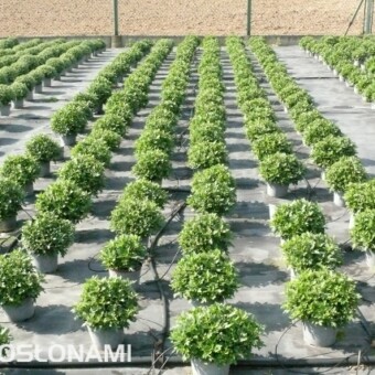Początek września ubiegłego roku - na zewnątrz, na zagonach wyścielonych czarną agrotkaniną dorastają chryzantemy doniczkowe