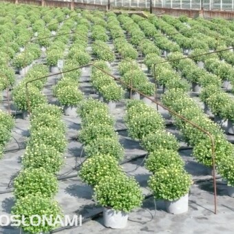 Rusztowania z drutu stanowiące konstrukcję tunelików