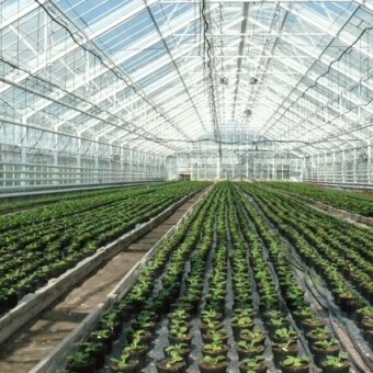 W tym samym czasie w szklarni rosły już pierwiosnki (Hethor i Alaska) na wczesnowiosenną sprzedaż, fot. 1-3 A. Wize