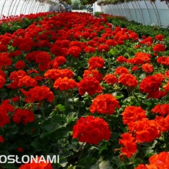 W asortymencie pelargonii dominują odmiany o czerwonych kwiatach