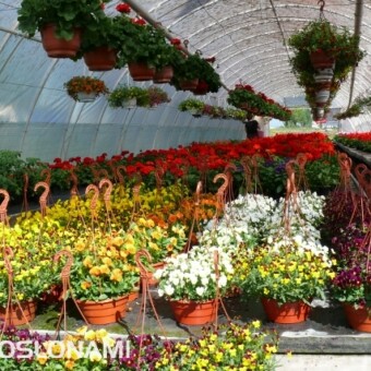 Bardzo atrakcyjnie prezentują się miniaturowe bratki