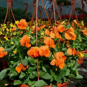 ...pomarańczowym...