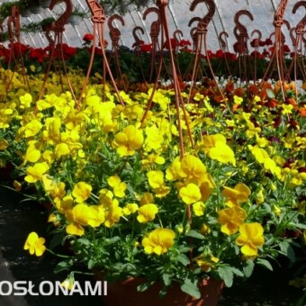 ...są także odmiany dwubarwne (na drugim planie)