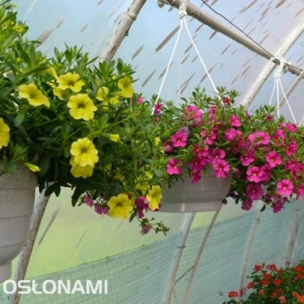 Różnokolorowe odmiany kalibrachoi