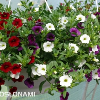 Kalibrachoa oferowana jest także w zestawach odmian o różnych kolorach kwiatów