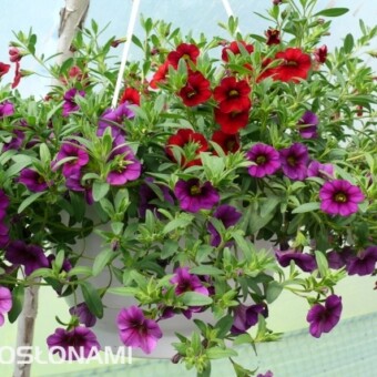 Dwubarwny zestaw odmian