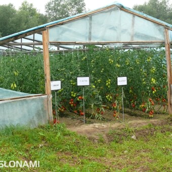 Tunel, w którym testowane są m.in. odmiany o wydłużonych owocach 