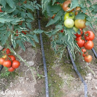 Na każdy rząd roślin przypadają po dwie linie kroplujące