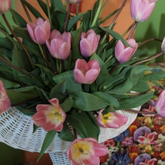 Tulipan 'Jolanta Kwaśniewska' o jasnoróżowych kwiatach i ciemnych łodygach, fot. 3,5-8, 10 A. Cecot