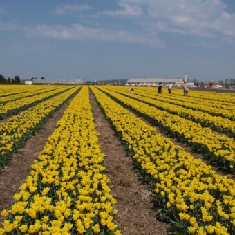 Na plantacji wyróżniała się odmiana 'Strong Gold'