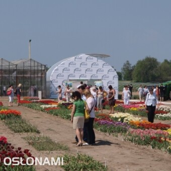 Kolekcja odmian i część targowa ze środkami produkcji oraz fragment szklarni B. Królika