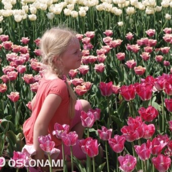 Fotografowanie się wśród kwiatów to typowy obrazek tulipanowej majówki (na pierwszym planie odmiana 'Piękna Polka') 