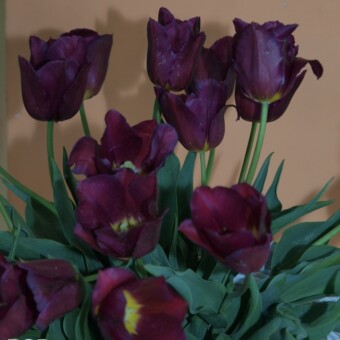 Nowa odmiana 'Anna Komorowska'