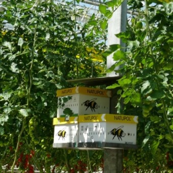 w uprawie pomidorów "truskawkowych" duże jest zapotrzebowanie na trzmiele