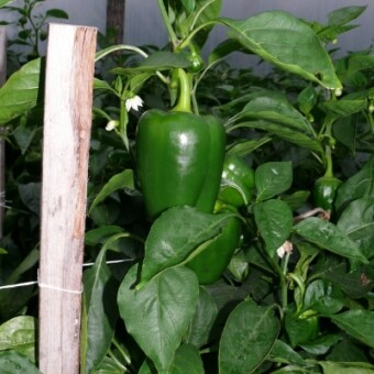 Do początku października rośliny papryki były wiązane 4 razy, fot. 1-8 A. Wize 