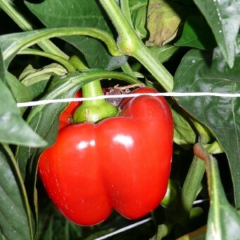 Owoce z dobrze prowadzonej uprawy były wysokiej jakości (Yecla F1)