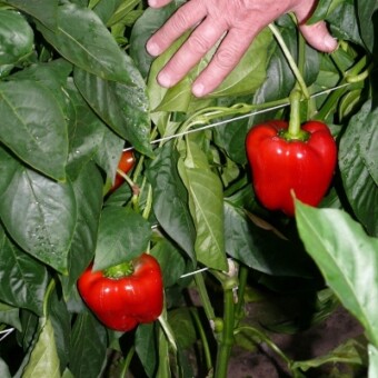 Na początku października rośliny były zdrowe, dobrej kondycji 