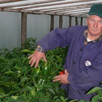 Mieczysław Borek prezentuje owoce dojrzewające na najwyższym "piętrze" rośliny