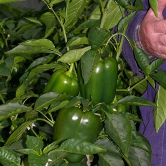 Na początku października na roślinach jeszcze wiele było wyrośniętych owoców