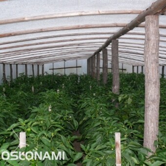 Do końca sezonu rośliny były zdrowe, w dobrej kondycji