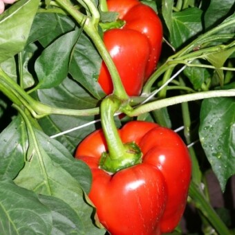 Jesienią mimo pochmurnej pogody papryka dobrze się wybarwiała...