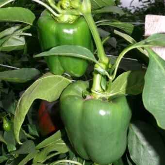 ...a na roślinach wiele jeszcze było zielonych, wyrośniętych owoców