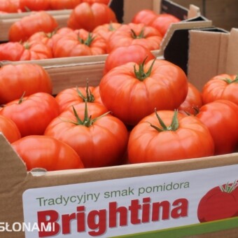 Owoce odmiany Brightina F1 prezentują się atrakcyjnie
