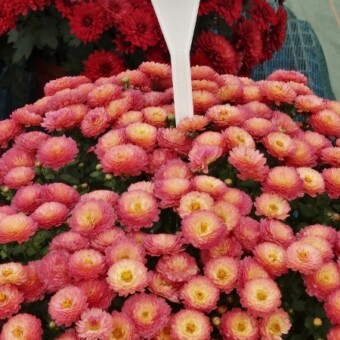 Cheryl Orange, fot. 1-15 A. Wize