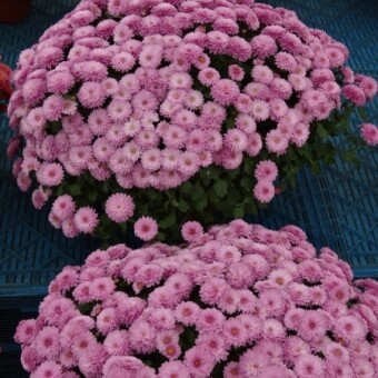 Angela Pink, fot. 1-11 A. Wize