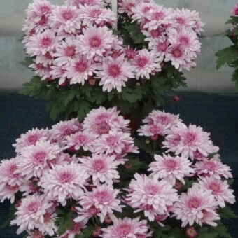 Festival Time Improved