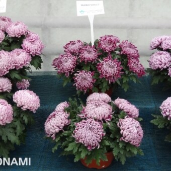 Od lewej Satinblue, Olebo Violet i Faibelle