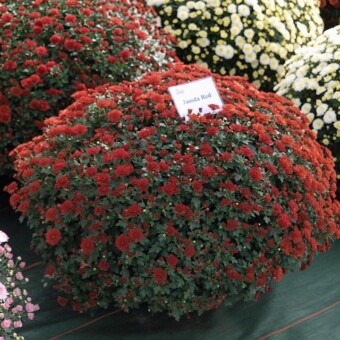 Jasoda Red, fot. 1-12 A. Cecot