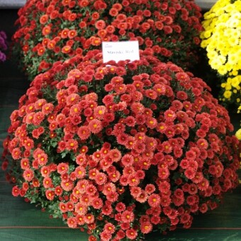 Staviski Red